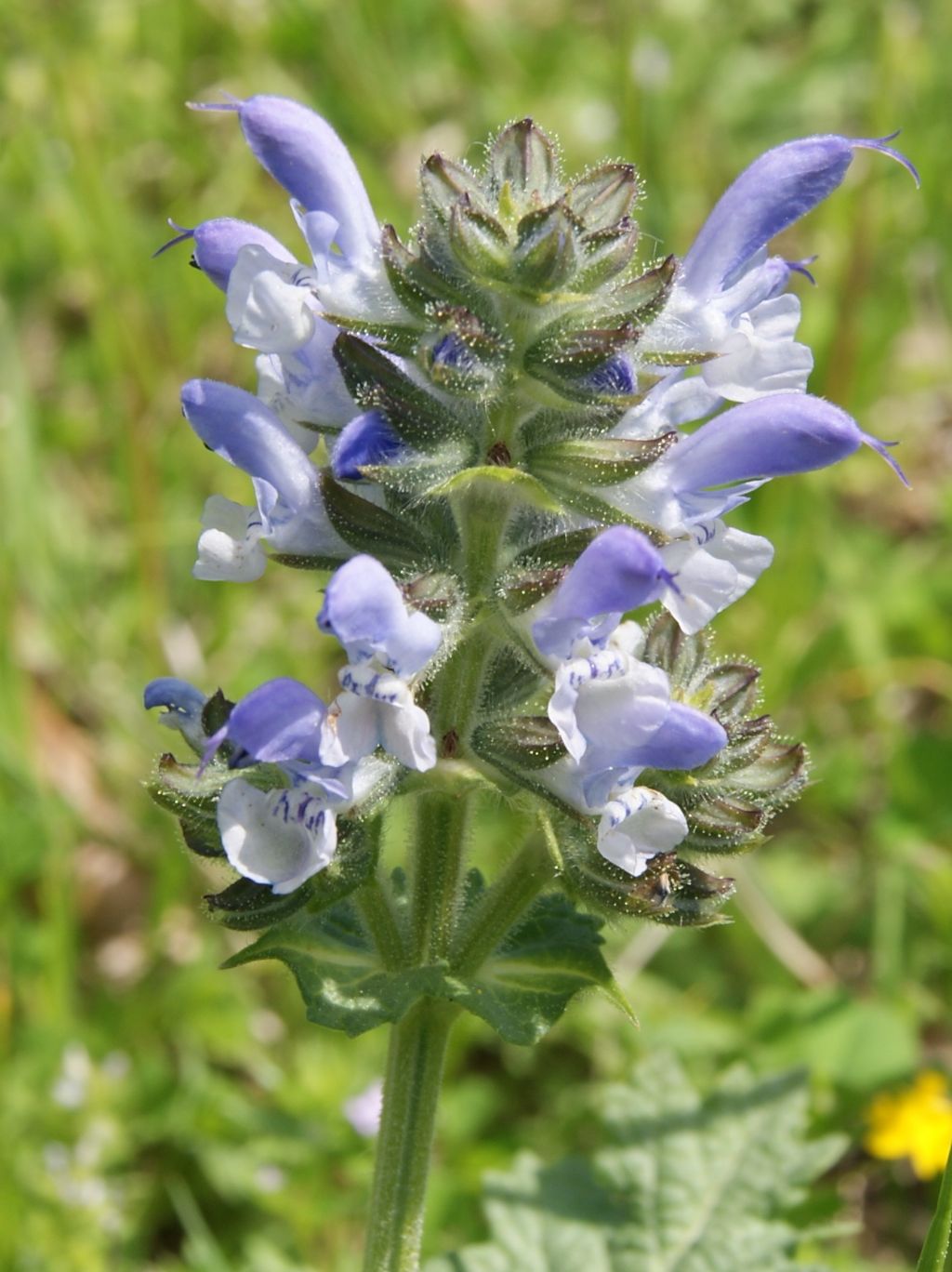 Salvia clandestina